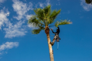 Step-by-Step Guide to Properly Care for Washingtonia Palm Trees