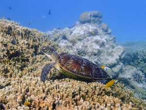 Dive & Stay: Why Bali Is Perfect for Long-Term Diving Holidays 
