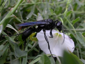 Black Wasp Infestation in Texas? Signs, Risks, and Safe Removal Tips