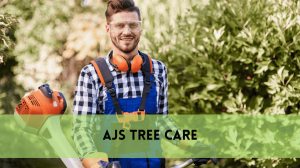 Affordable Tree Removal and Cheap Tree Trimming Service | Safe & Budget-Friendly Yard Care