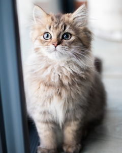 Cat Clinic Kansas City: Understanding Feline Care the Right Way