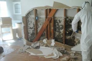 The Cost Of Professional Mold Remediation Services