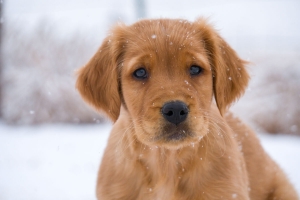 How To Prepare Your Home For A Golden Retriever Pup?