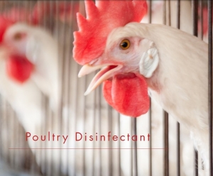 What Are the Commonly Used Pig Pen Disinfectants? 20