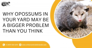 Why Opossums in Your Yard May Be a Bigger Problem Than You Think