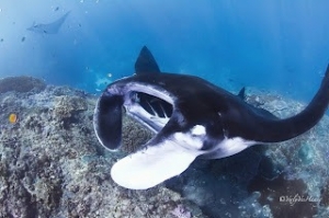 The Enticement of Manta Dive in Nusa PenidaNua Penida