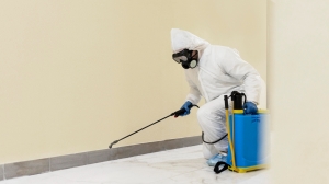 Pest Control Solutions: Tackling Infestations with Expert Services