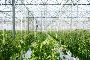 Types of Greenhouses: Which One Is Right for You?