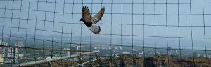 Tired of Bird Mess? Get a Reliable Bird Net for Balcony in Chandigarh