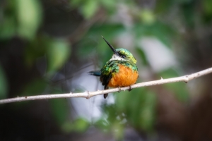 Discover the Joy of Birdwatching Panama with Eco Adventure Lodge