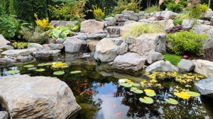 What Are the Most Effective Pond Treatments for Clear and Healthy Water?