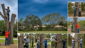 How an Arborist Can Help You Prepare Your Trees for Hurricane Season