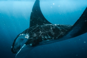 What to Know About Diving with Manta Rays in Bali 