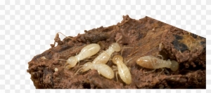 Understanding Termite Treatment Pricing: What Grand Prairie Locals Should Expect