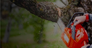 Transforming Outdoor Spaces: The Rise of Expert Landscaping in San Antonio