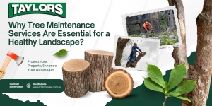 Why Tree Maintenance Services Are Essential for a Healthy Landscape?