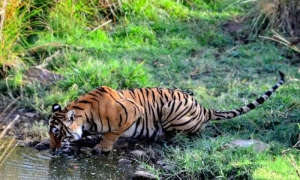 What to Expect on Your First Wildlife Safari in Rajasthan