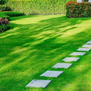 Premium Natural Grass Supplier Near Me – High-Quality Lawn Solutions