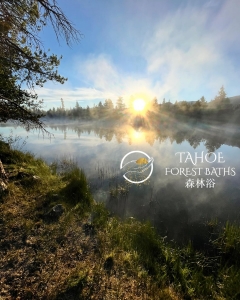 The Science of Cedar Enzyme Baths: How Microbial Fermentation Warms You Naturally