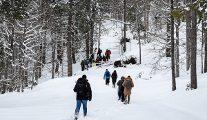 Discover a Frozen Wonderland: Johnston Canyon Ice Walk Tour Is the Ultimate Winter Experience