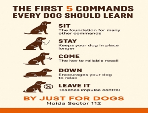 The First 5 Commands Every Dog Should Learn