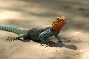 The Truth About Lizards in Florida: Are They Poisonous or Harmful?