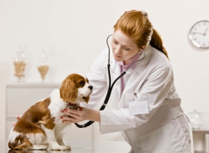 Smart Pet Parent's Guide: Critical Mistakes That Could Cost Your Pet's Life When Choosing an Animal Diagnostic Clinic in Dubai