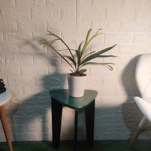 Breathe Better with Indoor Plants: Discover the Joy of Online Plant Shopping with Plantshub