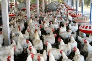 Poultry Market Size, Growth, and Strategic Outlook 2025-2032