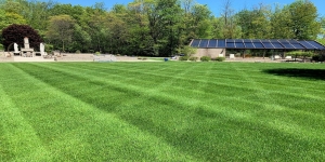 Is Your Lawn Crying for Help? Signs That It Needs the Attention of a Lawn Maintenance Professional