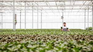 Kratky Hydroponic Method