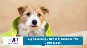 Dog Grooming Courses in Madurai with Certification