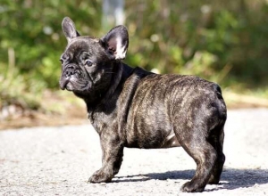 The Health Risks of Buying Frenchies for Sale from Unreliable Sources