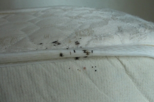 Effective and Trusted Pest Solutions from Action Pest Control