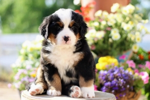 Bernedoodle Puppy for Sale Everything First Time Owners Should Know