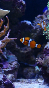 5 Signs You’re Ready for Advanced Open Water Diving