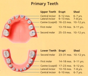 What Is A Teeth Chart And Why Is It Important For Dental Health?
