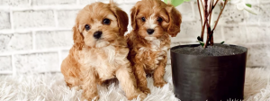 Finding the Perfect Cavapoo: A Guide to Ethical Breeders in Indiana