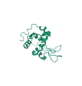 Microbial Lysozyme