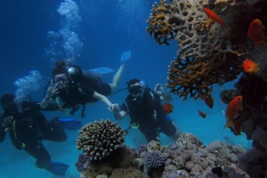 Marine Conservation Projects You Can Join While in Bali