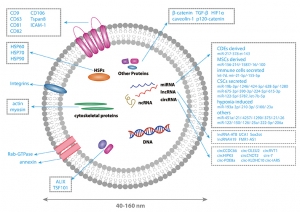 Purified Exosomes for Drug Delivery and Therapeutic Research