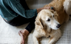 Selecting Right Veterinarian for In-Home Pet Euthanasia in Knoxville