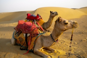 The Ultimate Guide to Adventure Tourism in Jaisalmer