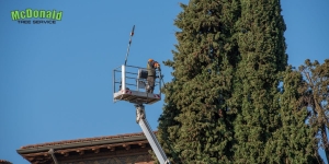 Tree Pruning vs. Tree Removal: What’s Right for Your Burlington MA Yard?