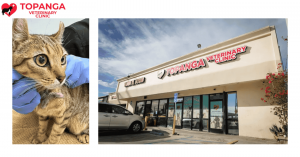 Choosing the Right Urgent Care Vet in Chatsworth, CA: What Matters Most
