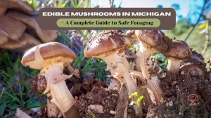 Edible Mushrooms in Michigan – A Complete Guide to Safe Foraging