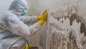 How to Choose the Right Company for Mold Remediation in Rochester?