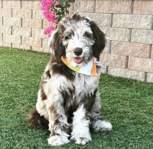 trained goldendoodle california