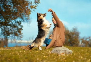 Salmon Oil for Dogs: Unlocking the Health Benefits for a Shiny Coat and Strong Joints