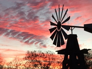 Why Texas Wild Hog Hunts Are the Ultimate Outdoor Thrill
